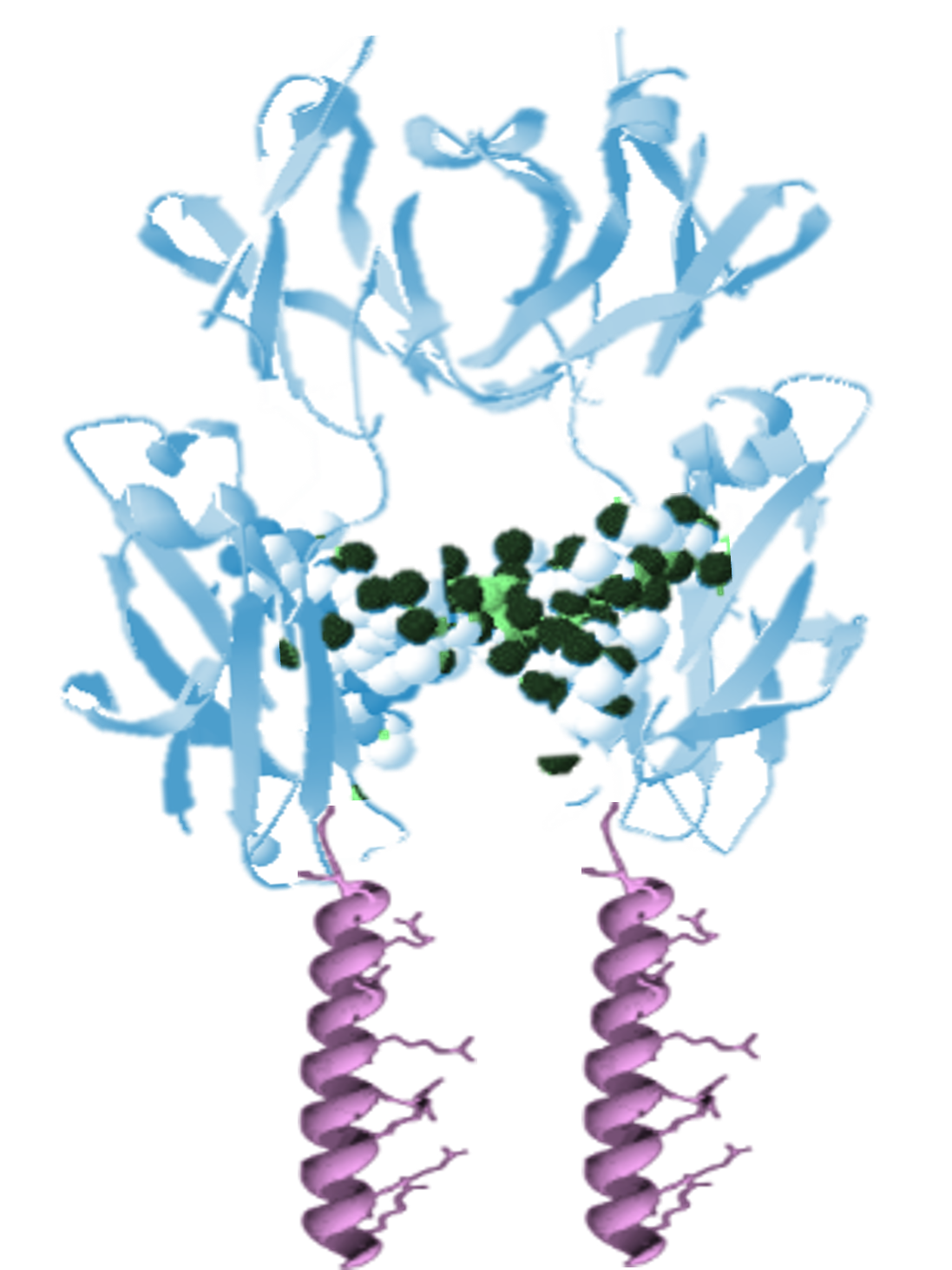 AT-04 peptide-Fc fusion