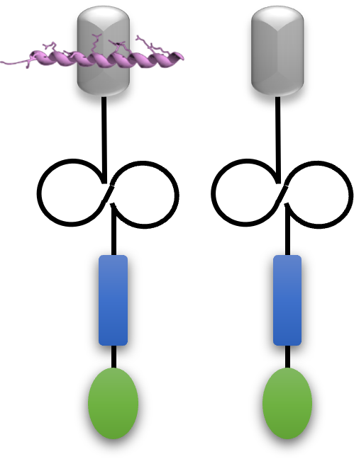 AT-06 peptide CAR-M fusion
